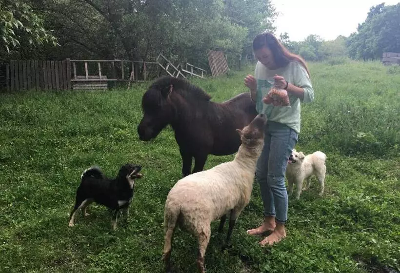 Aamiaismajoitus (B&B) Pensiunea Silvanka