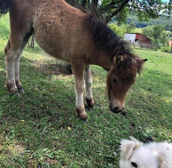 مبيت وإفطار Pensiunea Silvanka