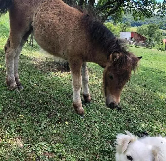 Aamiaismajoitus (B&B) Pensiunea Silvanka