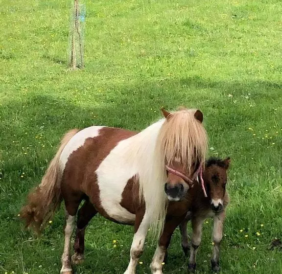 Aamiaismajoitus (B&B) Pensiunea Silvanka