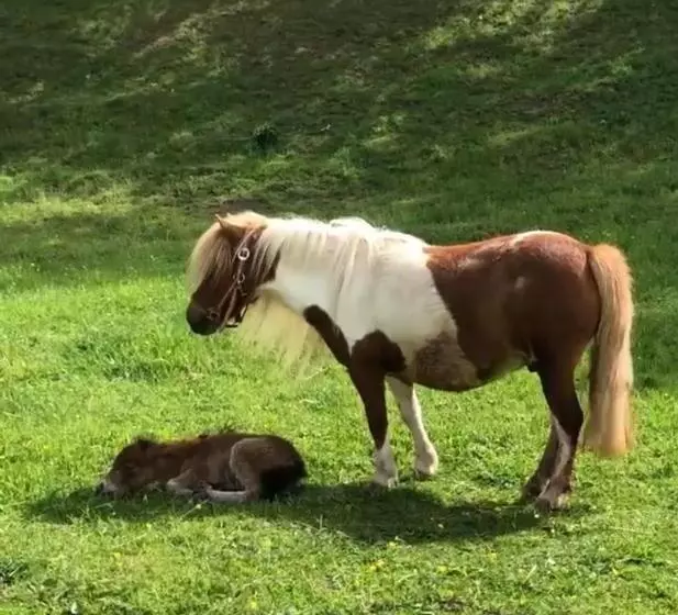 Aamiaismajoitus (B&B) Pensiunea Silvanka