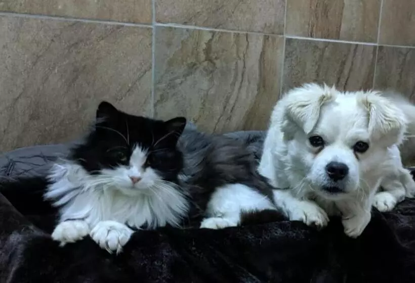 Aamiaismajoitus (B&B) Pensiunea Silvanka