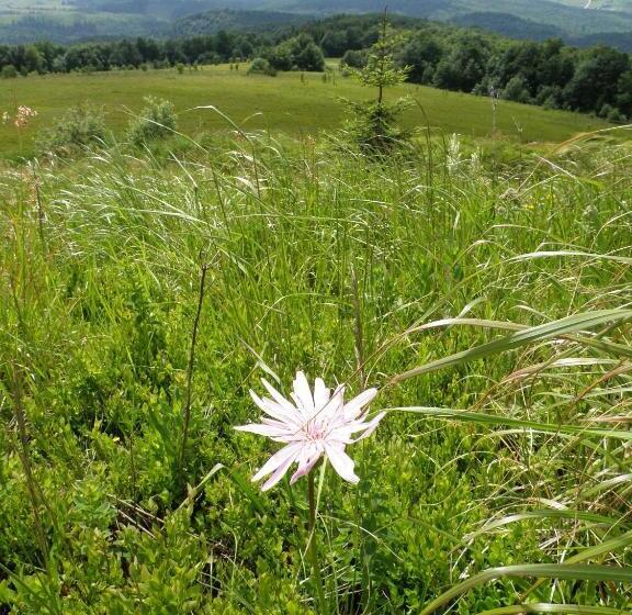 펜션 Salamandra Village