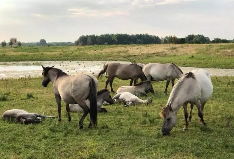 Hotelli Cafe Knoors Meeks Stein Urmond