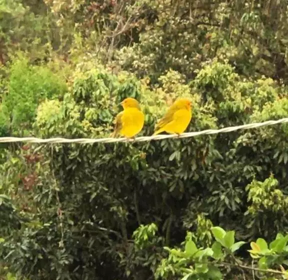 ペンション Rancho Dos Pássaros Amarelos