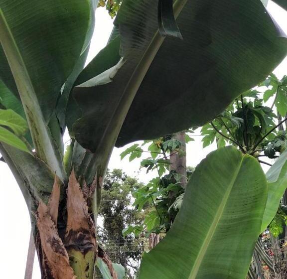 Pensão Rancho Dos Pássaros Amarelos
