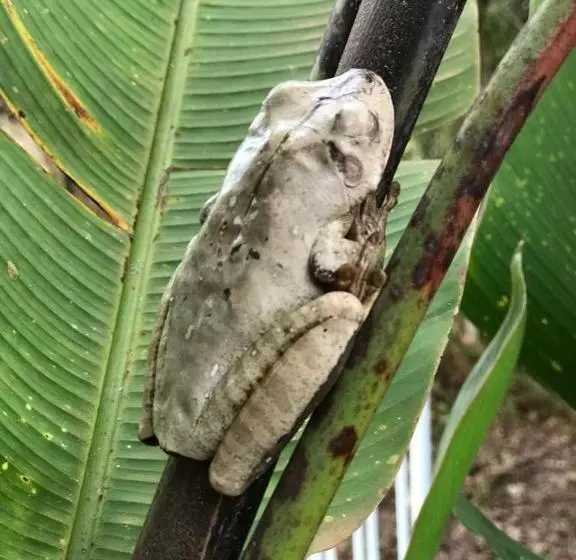 ペンション Rancho Dos Pássaros Amarelos