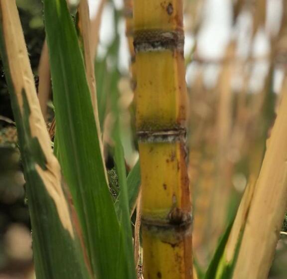 Pensão Rancho Dos Pássaros Amarelos