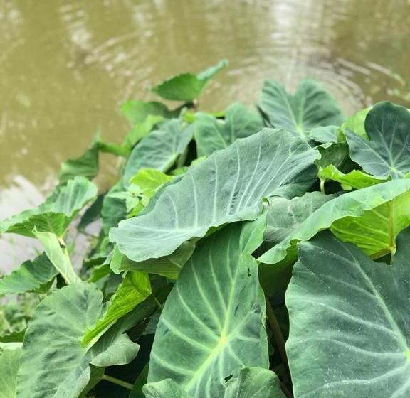 Pensão Rancho Dos Pássaros Amarelos