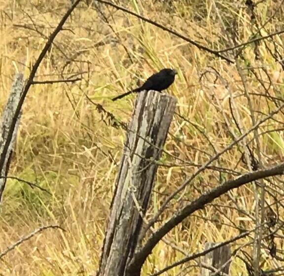 Pensão Rancho Dos Pássaros Amarelos