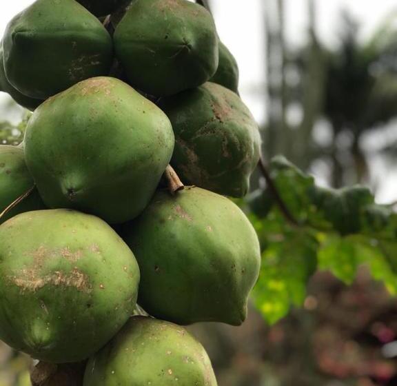 Pensão Rancho Dos Pássaros Amarelos