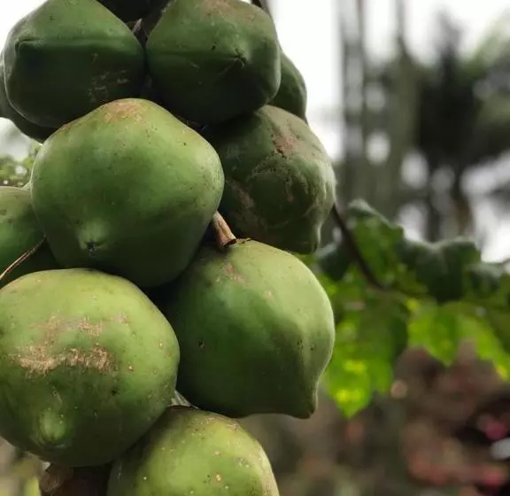 ペンション Rancho Dos Pássaros Amarelos