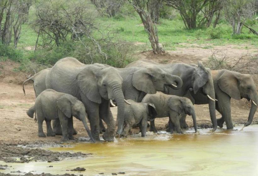 Bed and Breakfast Bongan Safari Lodge