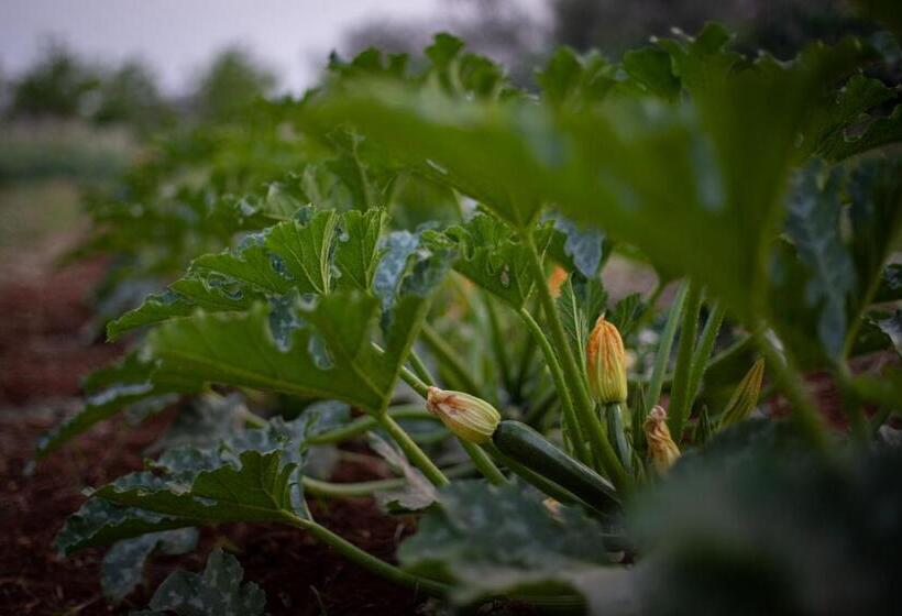 هتل Masseria Filippo De Raho   Agri Bio Relais