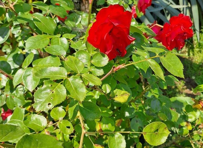 ペンション Grazzano Antica Stazione