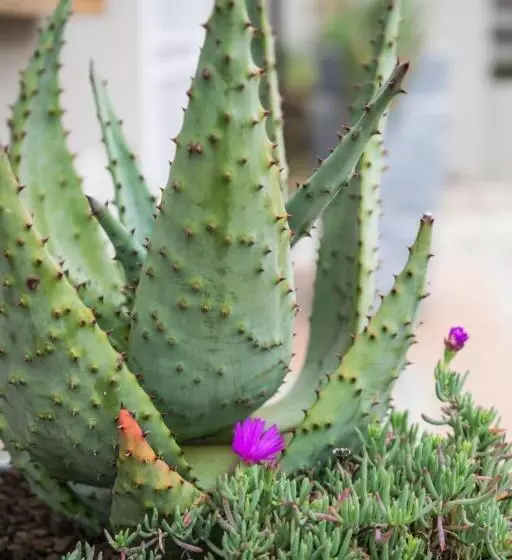 Majatalo Up21 Guest House