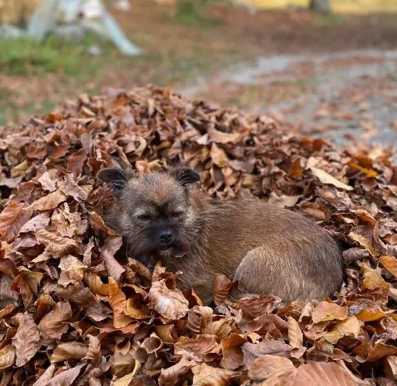 Aamiaismajoitus (B&B) Guest House Hyrmet Demushi