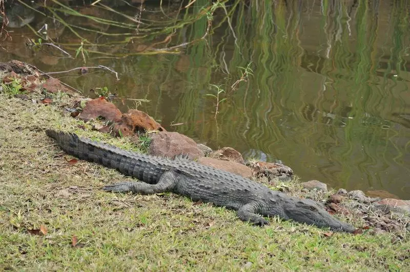 هتل The David Livingstone Safari Lodge & Spa