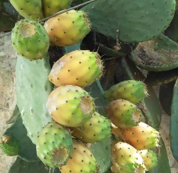 Aamiaismajoitus (B&B) La Zavirna