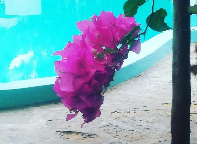 پانسیون Chiky Villa