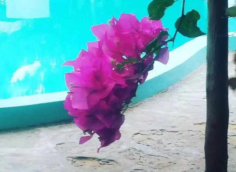 پانسیون Chiky Villa