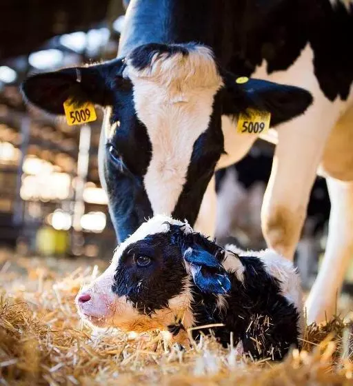 Majatalo Terra Penzión