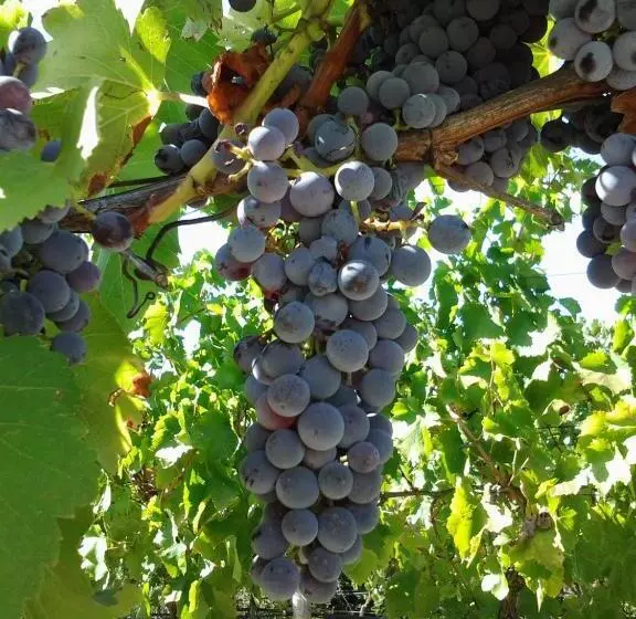 Agriturismo B&b Domo De Resteblas