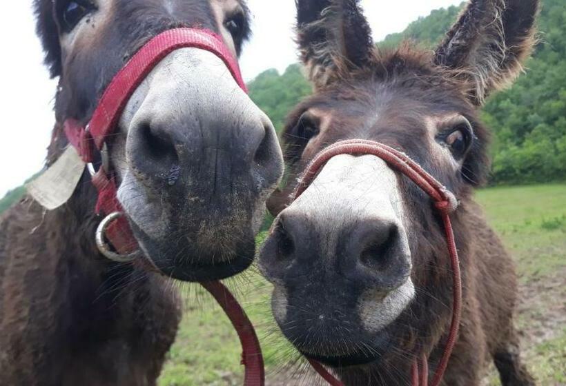 Отель Agriturismo Campo Rosso