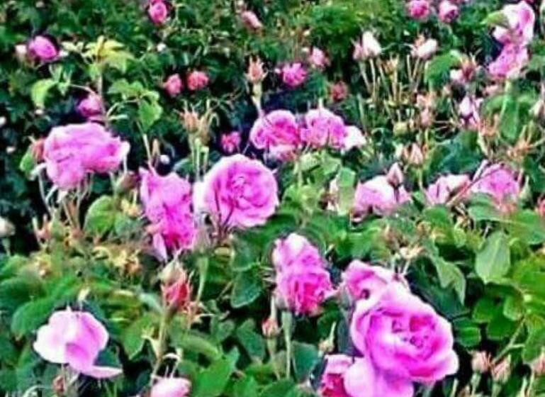 膳宿费 Maison D Hôtes Kasbah Des Montagnes Boutaghrar