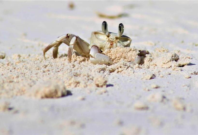 فندق Zanzibar Retreat