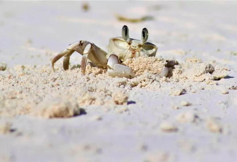 Hotelli Zanzibar Retreat