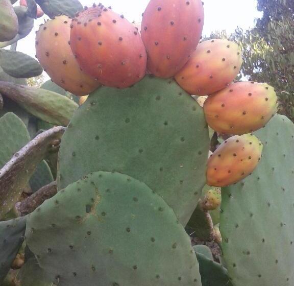 هتل روستایی Agroturismo Matxani Gran