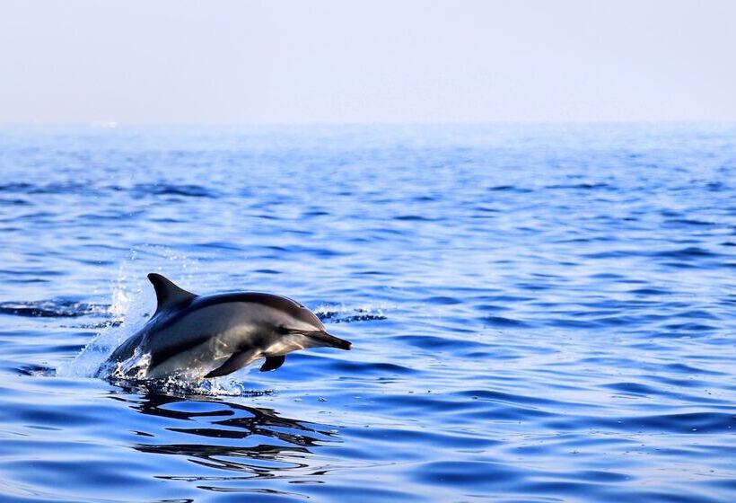 Puri Saron Hotel Baruna Beach Lovina