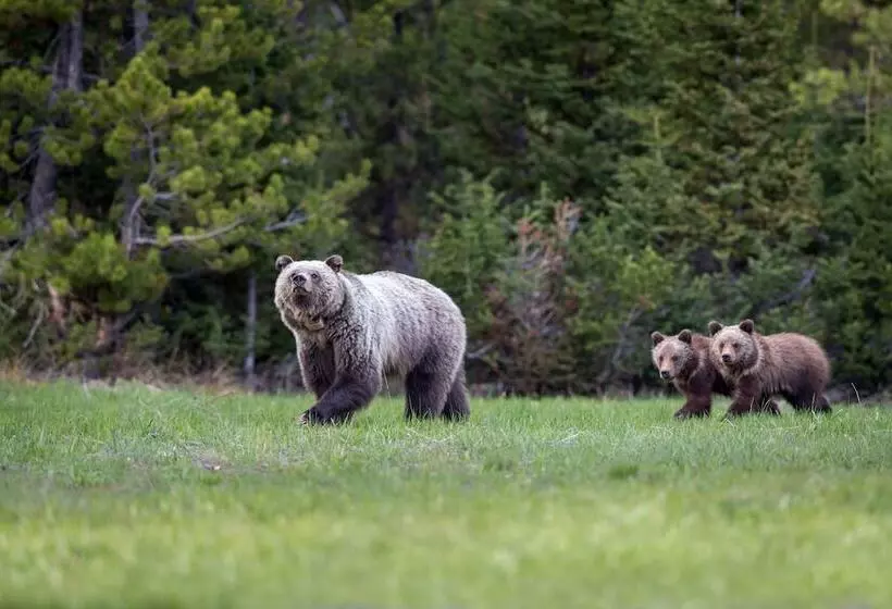 호텔 Four Seasons Resort Jackson Hole