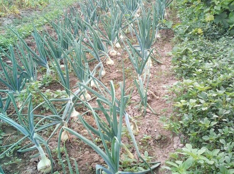 בית מלון כפרי Encostas De Nantes