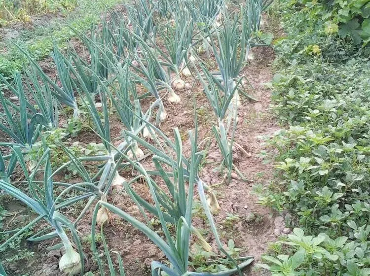 هتل Encostas De Nantes