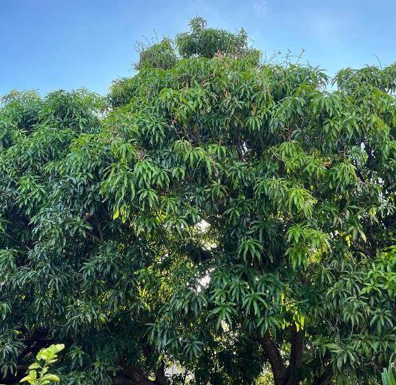 تختخواب و صبحانه Bajo Las Hojas