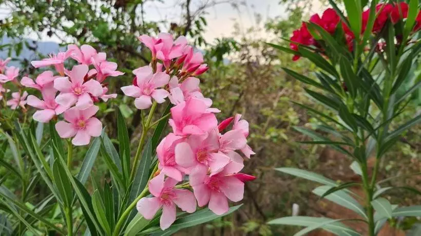 Majatalo Machan Villa