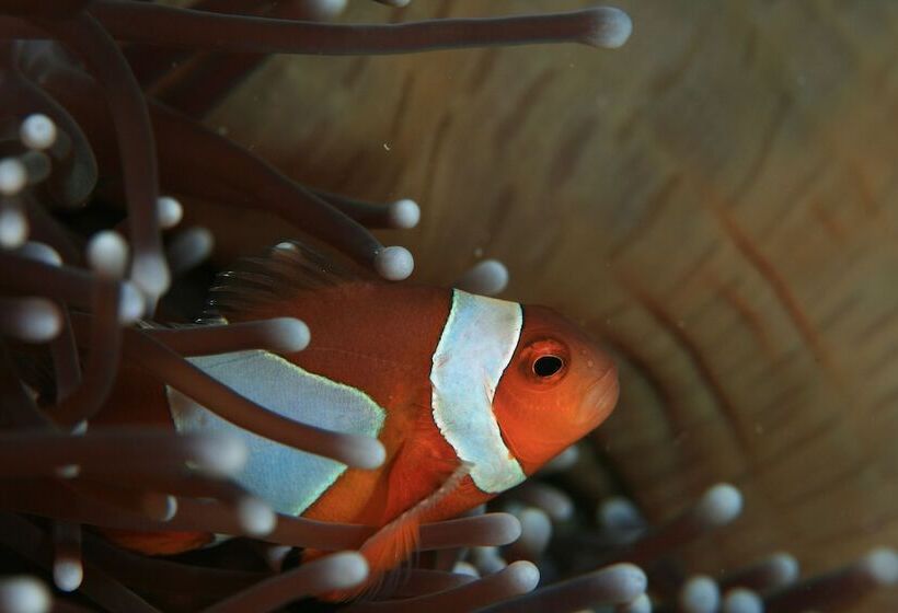 هتل Koh Tao Bamboo Huts