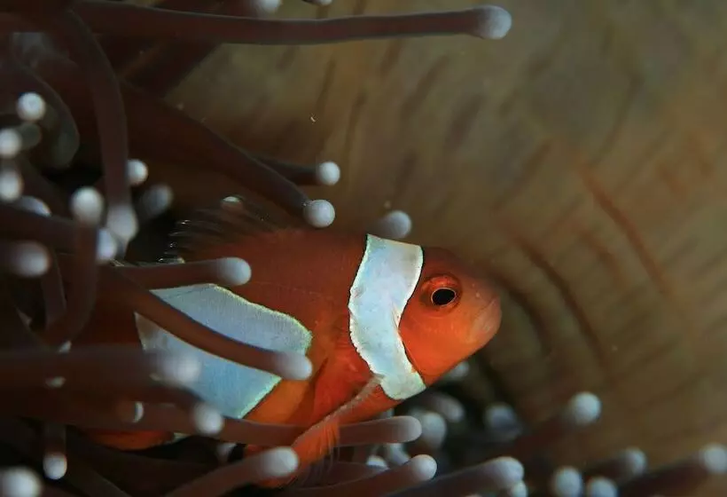 Otel Koh Tao Bamboo Huts