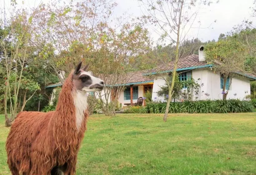 Retkeilymaja Las Palmeras Inn