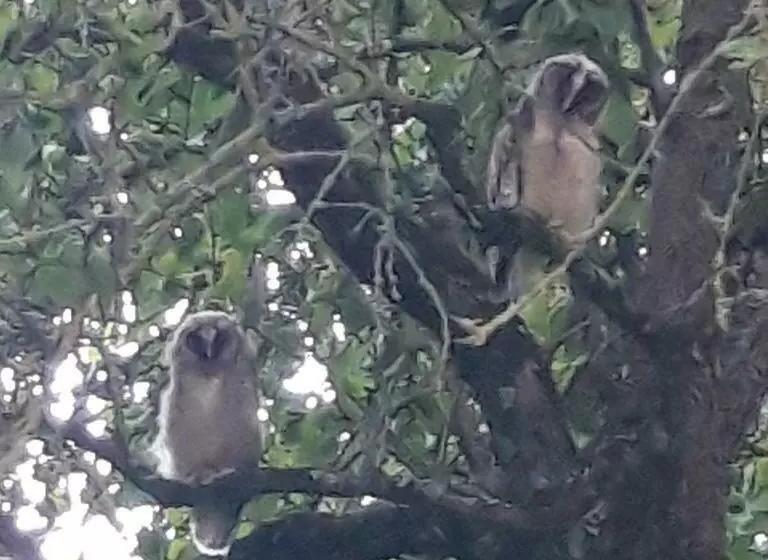 ベッドアンドブレックファースト L Eden Proche Du Zoo De Beauval De Saint Aignan
