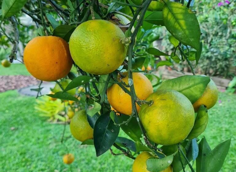 Пансион Pousada Remanso Do Rio Preto