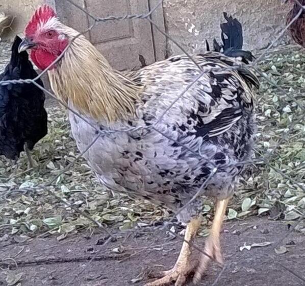 Fuerte De San Mauricio