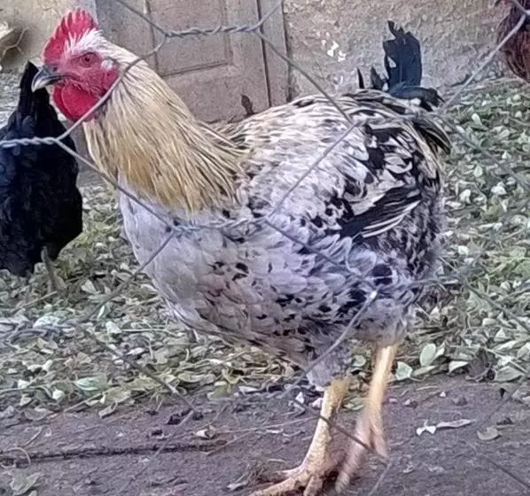 Fuerte De San Mauricio