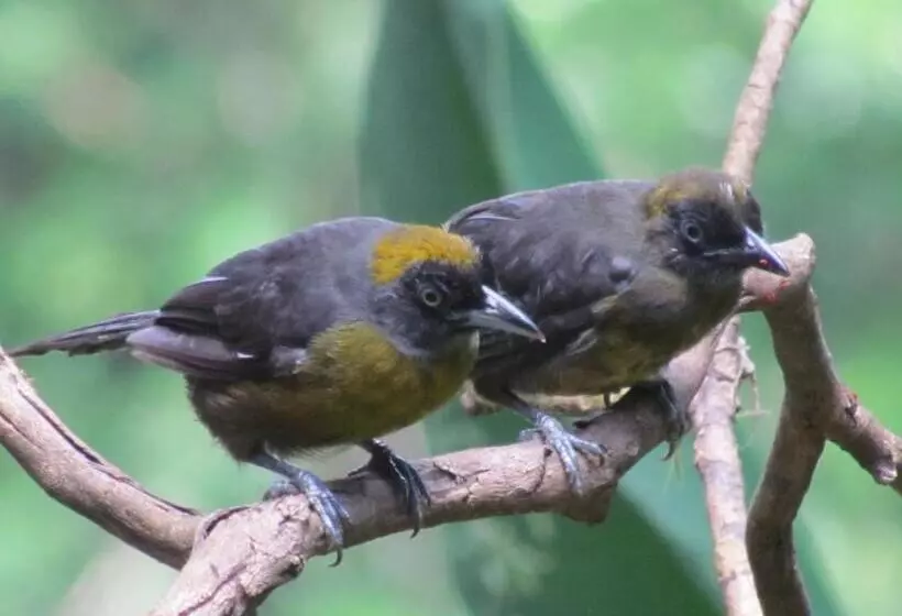 בית מלון כפרי Heliconia Island