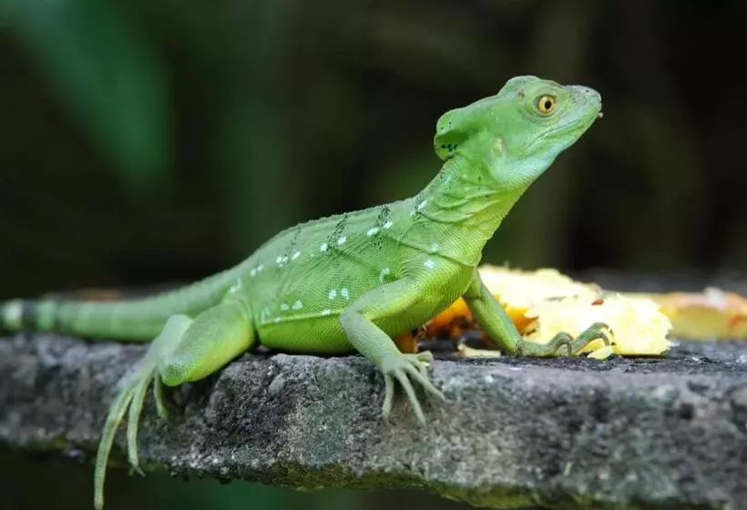 בית מלון כפרי Heliconia Island