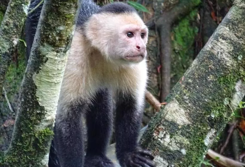 בית מלון כפרי Heliconia Island