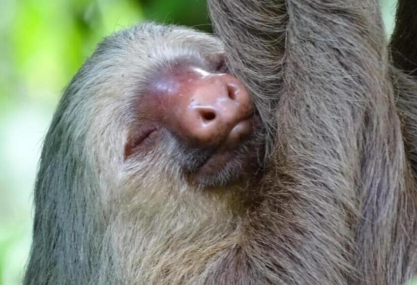 酒店 Heliconia Island