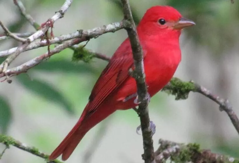בית מלון כפרי Heliconia Island